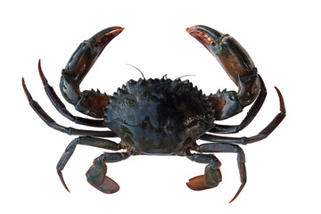 Cut out fresh black crab or Scylla serrata isolate on white background.