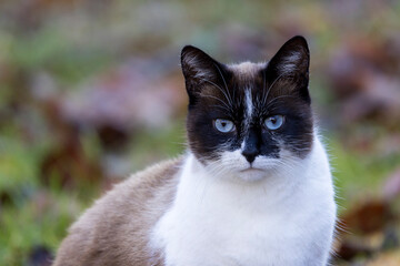 Portrait of a blue-eyed cat sitting in the grass