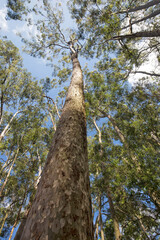 Treetop and trunk of eucalyptus seen from below on countryside of Sao Paulo state, Brazil
