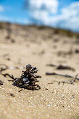 decomposed pine cone on sand closeup