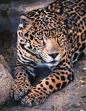 close up of a leopard