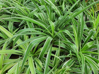 Chlorophytum bichetii is a succulent plant with white underground rhizomes. The slender, green leaves have a white side edge. It is popularly planted as an ornamental plant in the garden.