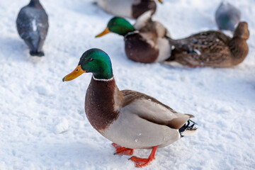 Ducks in a winter public park. Duck birds are standing or sitting in the snow. Migration of birds. Ducks and pigeons in the park are waiting for food from people.