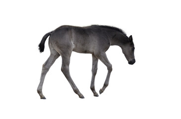 Obraz na płótnie Canvas foal no background