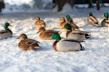 Ducks in a winter public park. Duck birds are standing or sitting in the snow. Migration of birds. Ducks and pigeons in the park are waiting for food from people. - Powered by Adobe