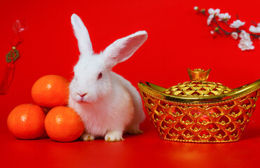 little rabbit's point of view cute standing on red background chinese new year of the rabbit festival mandarin orange cute action