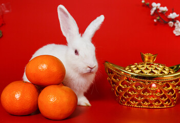 little rabbit's point of view cute standing on red background chinese new year of the rabbit...