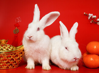 little rabbit's point of view cute standing on red background chinese new year of the rabbit festival mandarin orange cute action