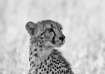 Cheetah
