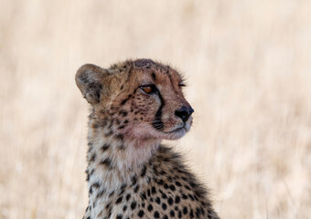 Cheetah