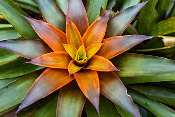 Fototapeta premium Bromeliad Flower Plant Blooming in the garden