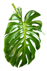 Monstera leaves leaves with Isolate Leaves on transparent background PNG file   © eakarat