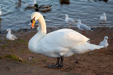 Swan by lake