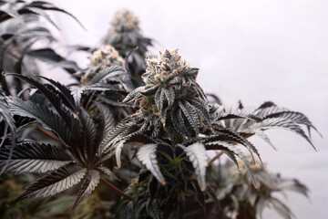 Naklejka premium Flower bud of Cannabis Indica in indoor farm, Hemp flower bud on white background, herbal medicine,.Cannabis plants grown in indoor hydroponic greenhouses and LED lights for medicinal purposes