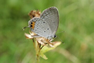 butterfly on a green leaf