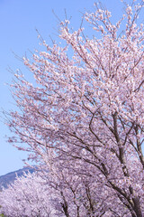 桜満開の桜並木