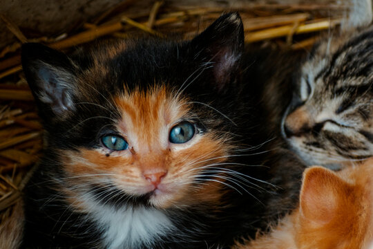Cute calico kitten with blue eyes looking at the camera, litter of three kittens in the straw on a farm