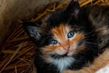 Cute calico kitten with blue eyes looking at the camera, litter of three kittens in the straw on a farm