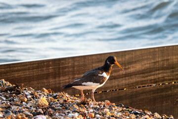 oystercatcher on the beach with sea blurred in the background