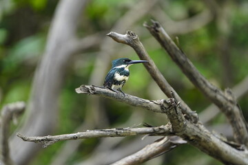 The Amazon kingfisher female (Chloroceryle amazona) is a resident breeding kingfisher in the lowlands of the American tropics from southern Mexico south through Central America to northern Argentina. 