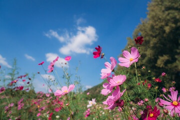 Obraz na płótnie Canvas Beautiful cosmos flowers blooming in the garden field and sky blue.