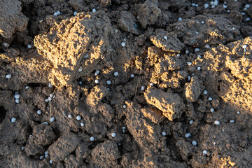 Epandage d'engrais Bio3G stimulateur de croissance qui augmente l'activité microbienne du sol....