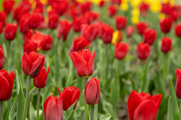 Red tulips in a flower bed. The tulip bud in garden. Beautiful simple spring flowers. Floral background. To grow plants in field. Gardening.