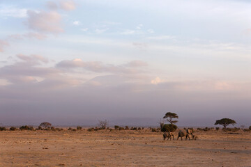 African lephants walking at Ambosli national park, Kenya