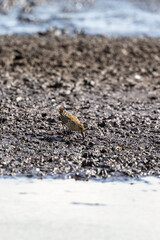 Pectoral sandpiper looking for food in the muddy beach