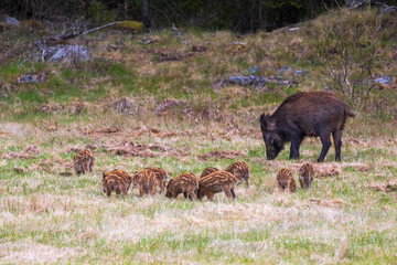 Plakat Wild boar sow with piglets at spring