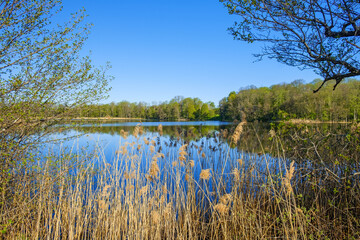 Beautiful view in the spring at a forest lake