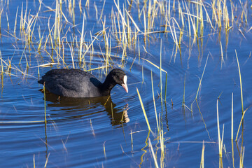 Coot in a lake with water reflection