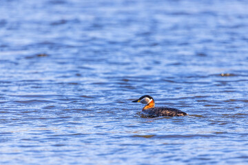 Red-necked grebe swimming in a lake