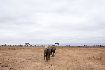 A pair of elephants walking at Ambosli national park, Kenya