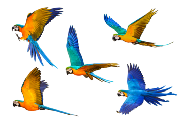 Set of macaw parrot flying isolated on transparent background.	