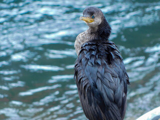 close up of a cormorant