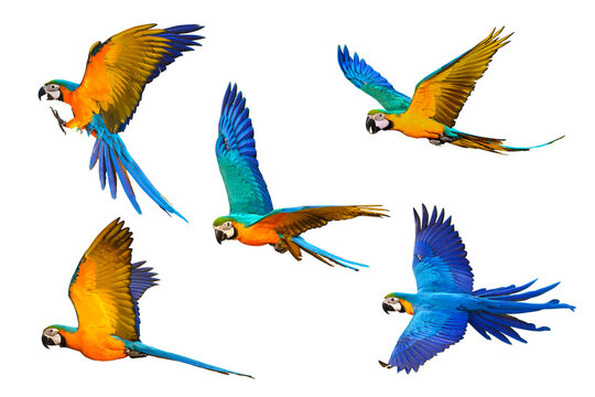 Quacker Flying Quaker Parrot Flying