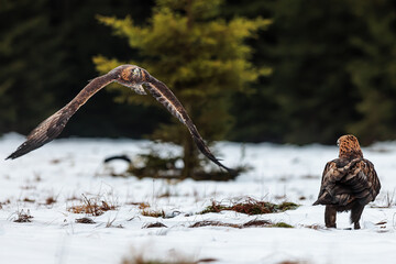 female golden eagle (Aquila chrysaetos) flies past the second raptor