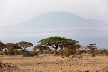 Zebras grazing with Mount Kilimanjaro at the backdrop, Amboseli national park, Kenya