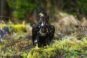 female White-tailed eagle (Haliaeetus albicilla) sitting on the shore of the lake
