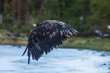 female White-tailed eagle (Haliaeetus albicilla) flapping its wings
