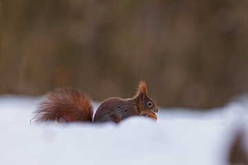 small animal Eurasian red squirrel (Sciurus vulgaris) eating a nut in deep snow