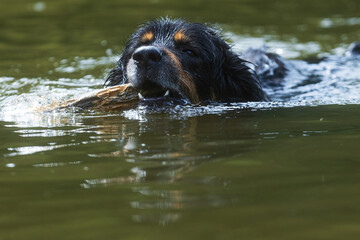 black and gold Hovie dog hovawart swims with a stick