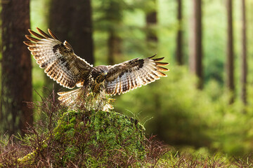 common buzzard (Buteo buteo) sat on a stump