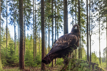 female White-tailed eagle (Haliaeetus albicilla) in the forest on a stump