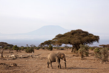 Fototapeta na wymiar A African Elephant and Mount Kilimanjaro peak at the backdrop, Amboseli national park, Kenya