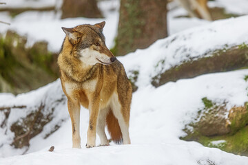 Eurasian wolf (Canis lupus lupus) close-up portrait