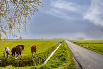 free range cows for organic milk farming selective focus background blur