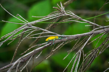 Gold weevil insect perched on a bamboo branch with green background