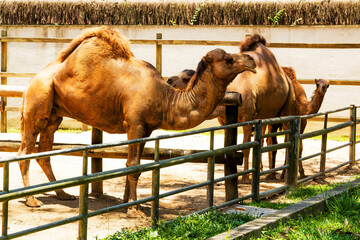Camelos no Zoológico Municipal de São Paulo, Brasil.